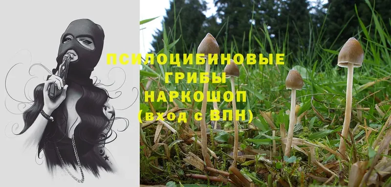 Галлюциногенные грибы Magic Shrooms  Воскресенск 